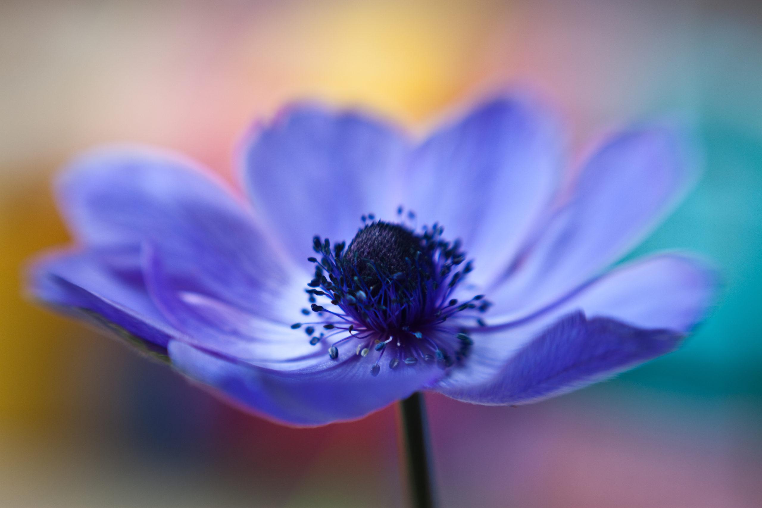 Anemone by Flower Photography