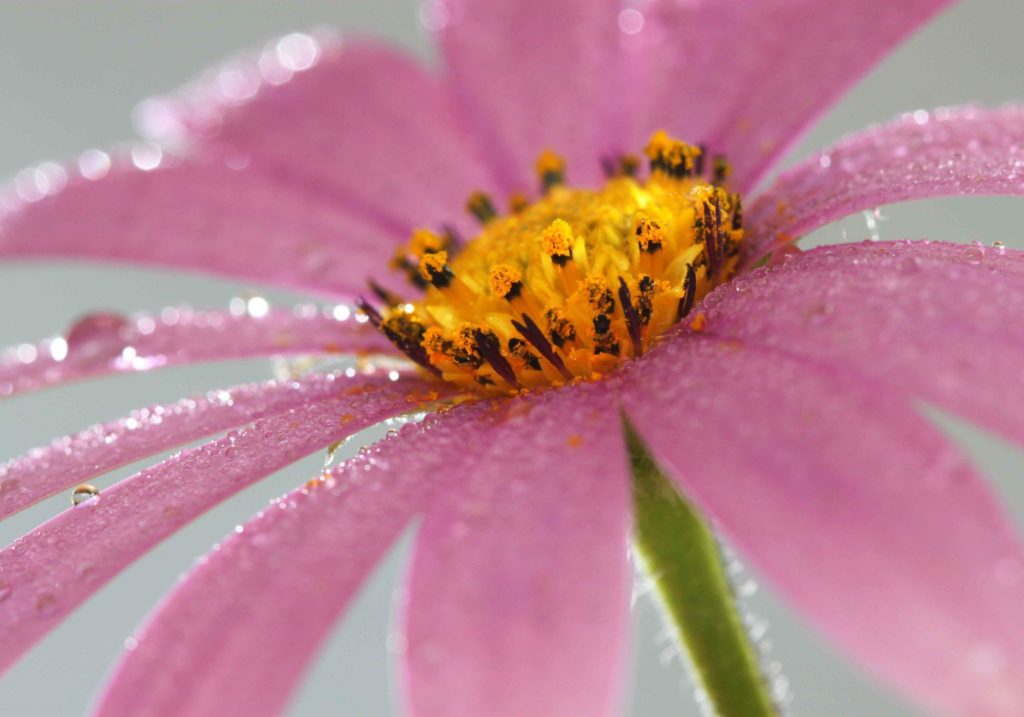 Macro photography - pink daisy with water drops