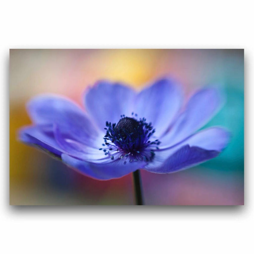 Flower photography inspiration - A picture of a blue Anemone