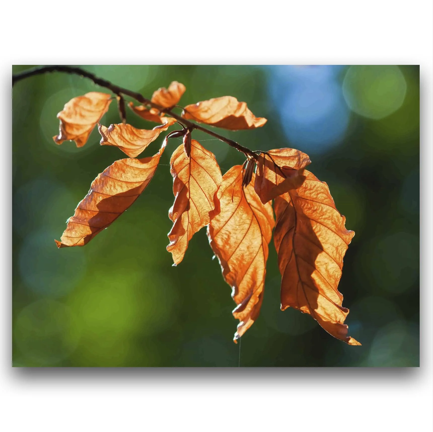 A picture of some golden Autumn Leaves