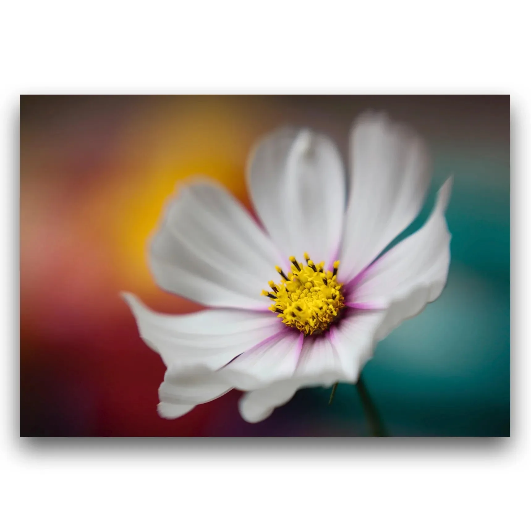 A picture of a white Cosmos