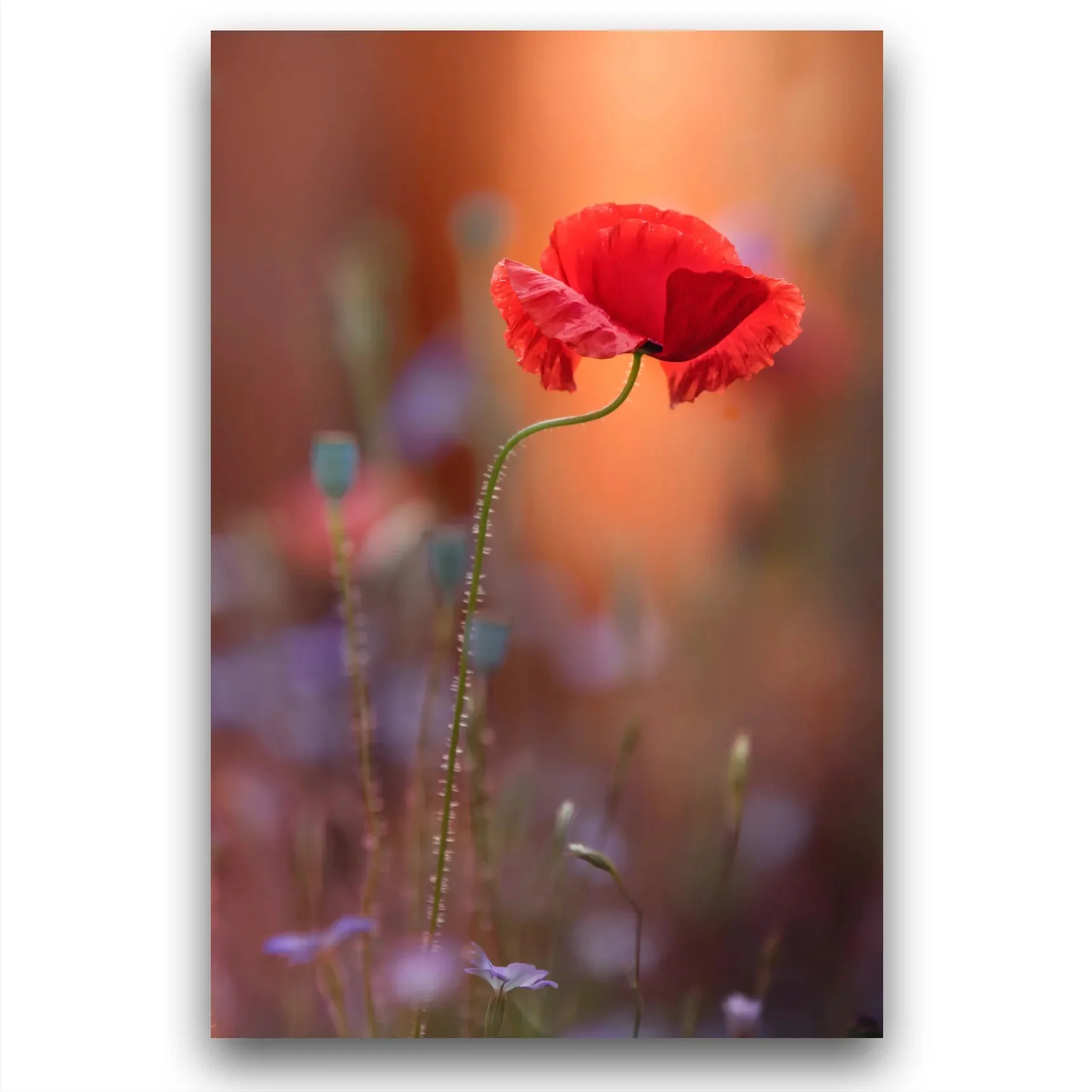 Poppy with glow