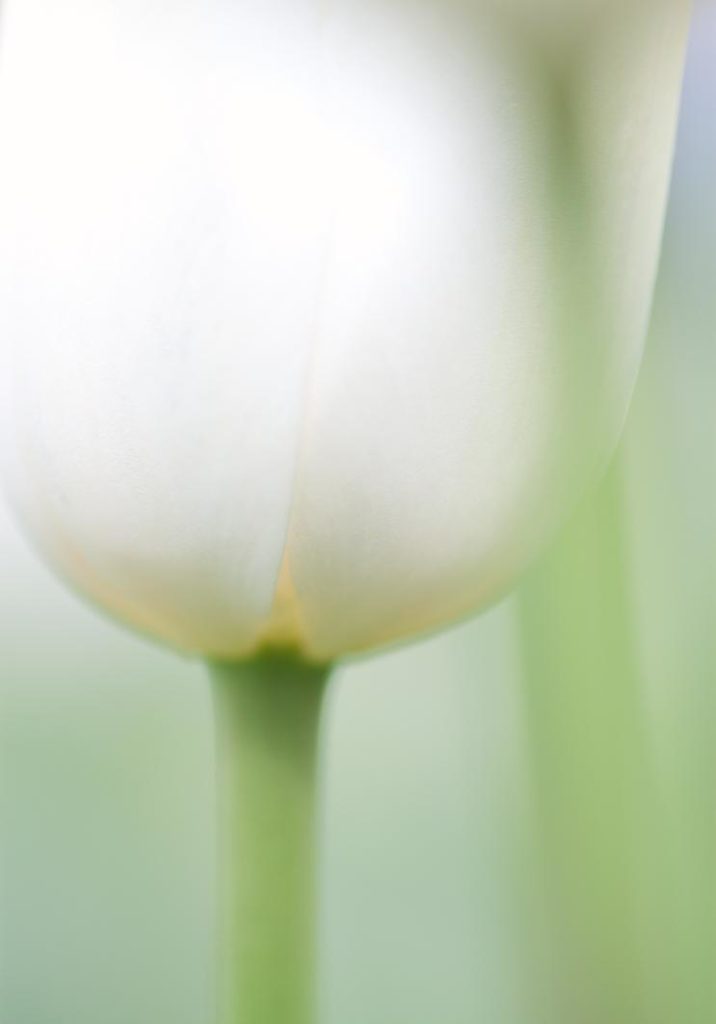 A simple image - 
A picture of a white Tulip