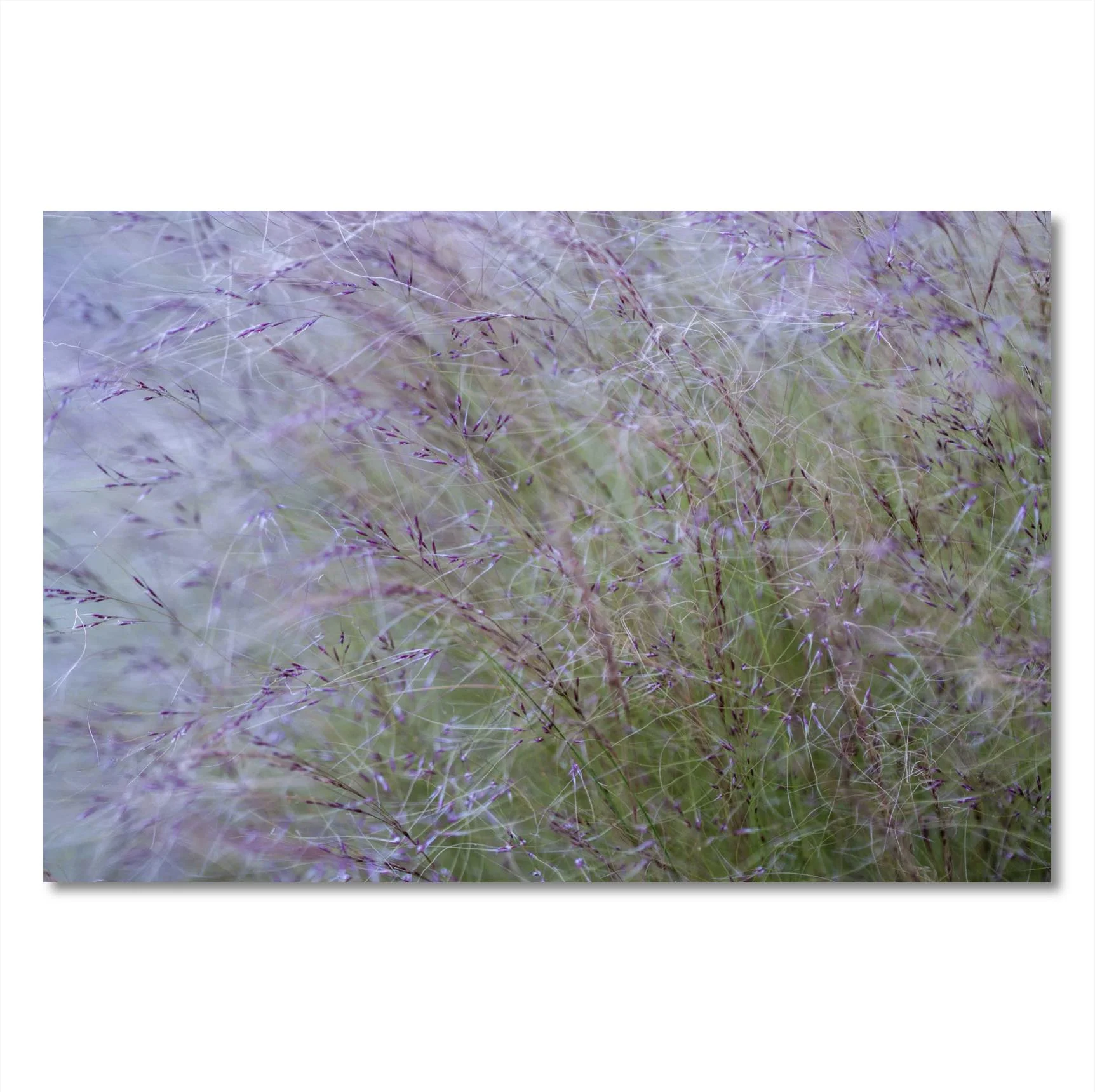 A picture of some Green andPurple Grasses