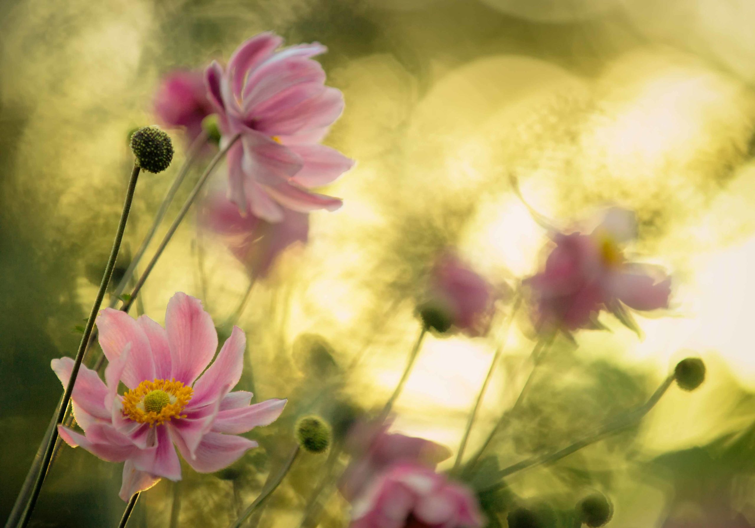 Dance of the Flowers