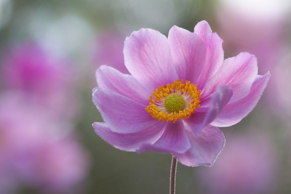 Anemone with blurred background