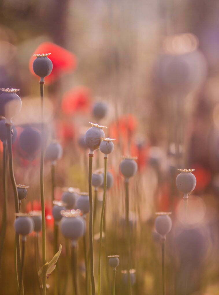 A picture of some red poppies and some poppy heads