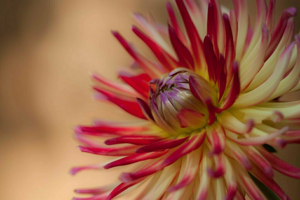Improve your flower photography - picture of a red and yellow dahlia

