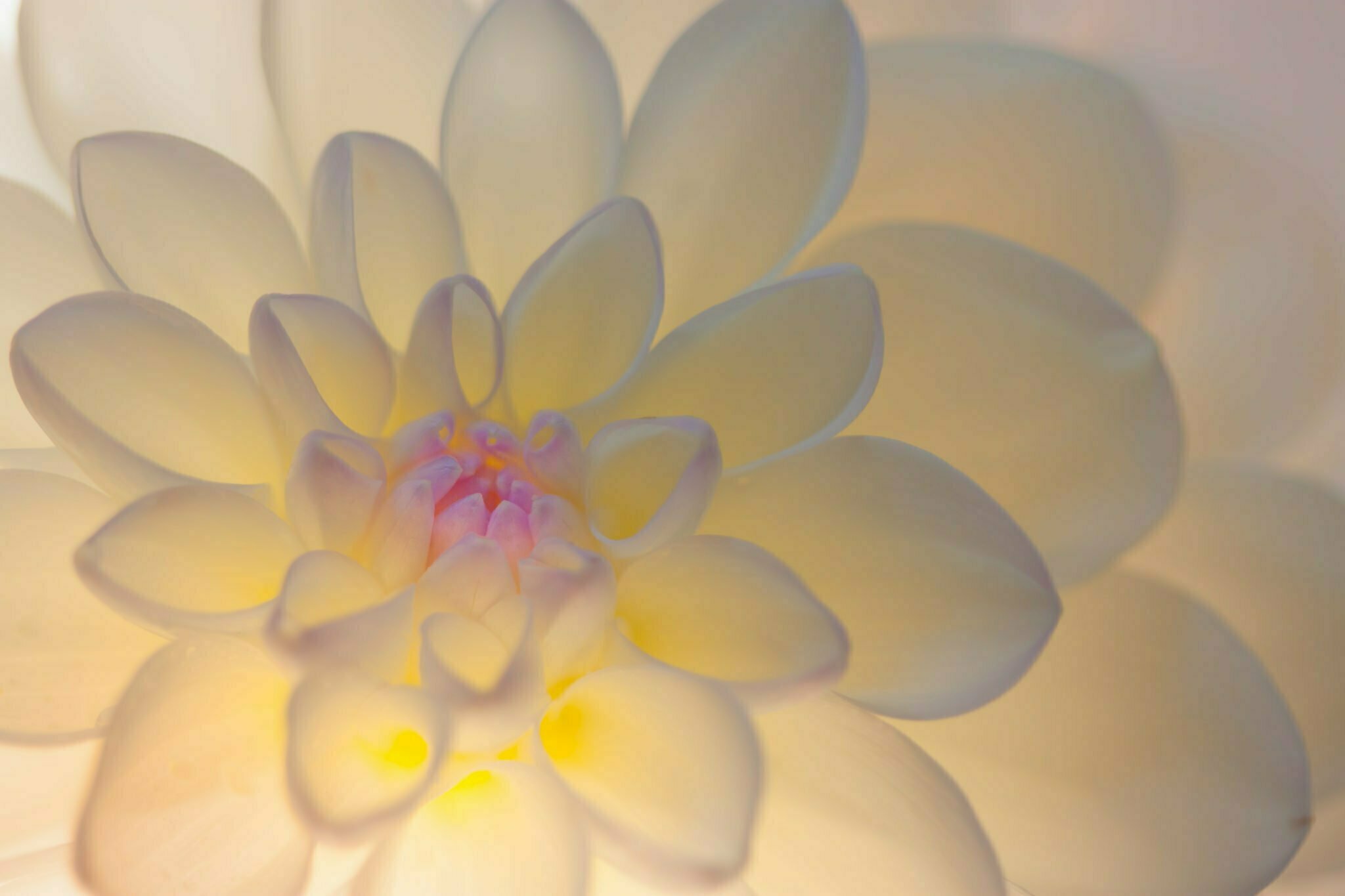 Backlighting Achieve Stunning Images Flower Photography