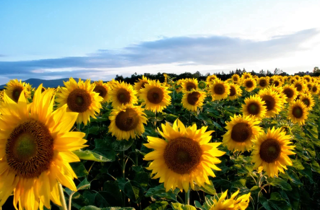 Popular flowers sunflowers