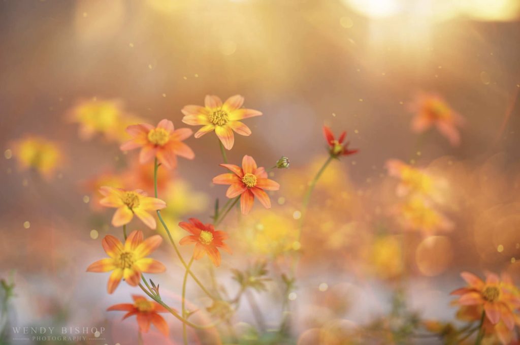 Flower Image by Wendy Bishop