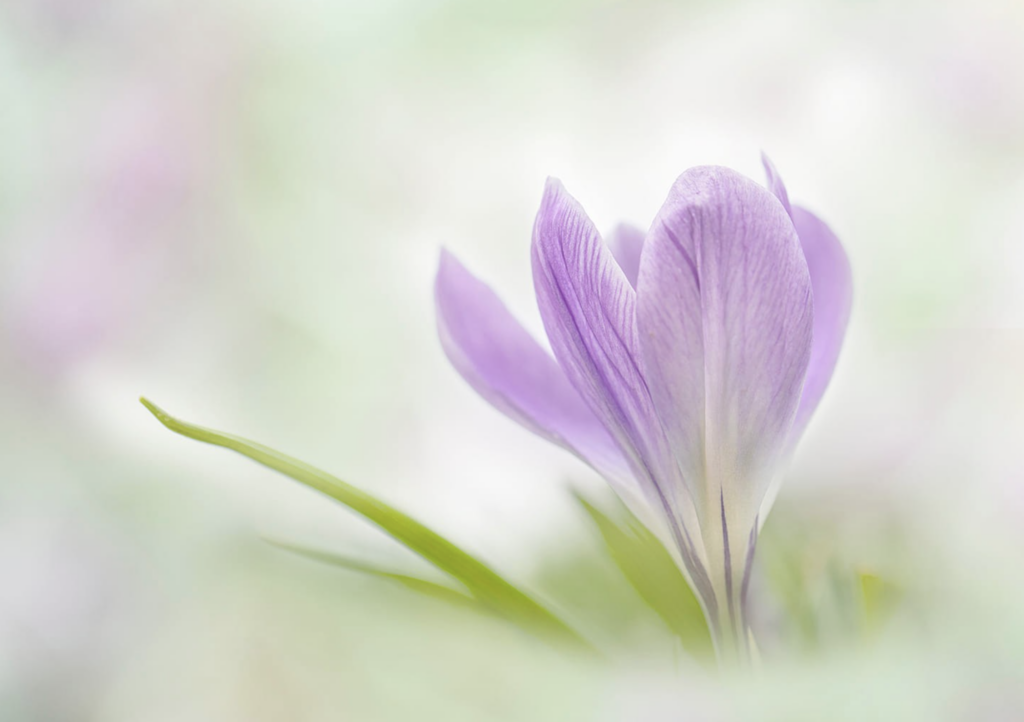 iris donovan flower photography