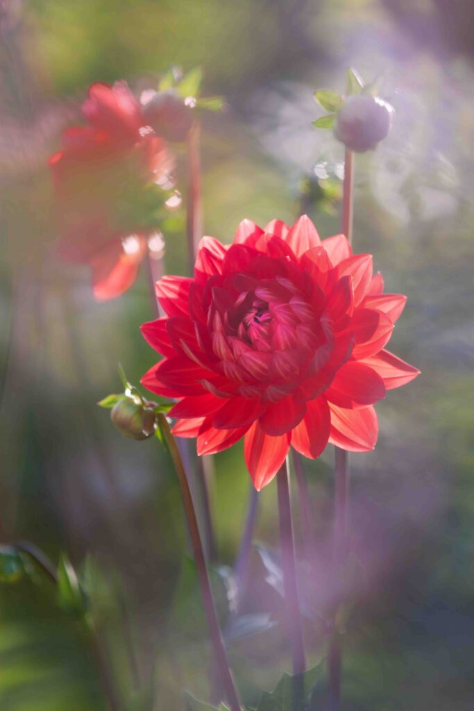 Photography of a red dahlia and beautiful bokeh.