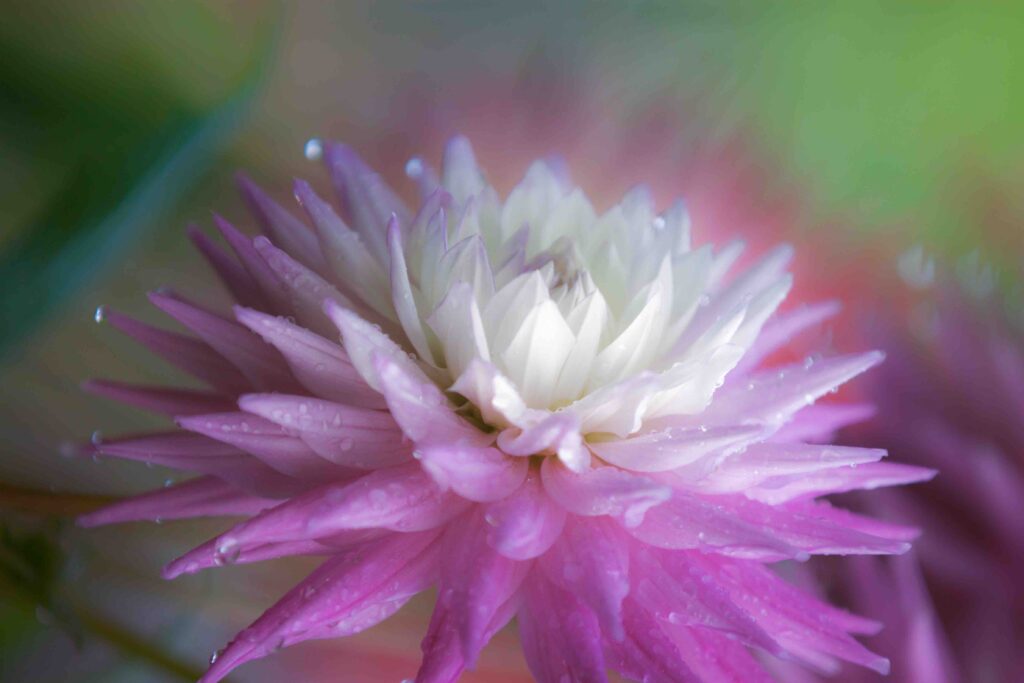 Photograph of a pink and white dahlia.