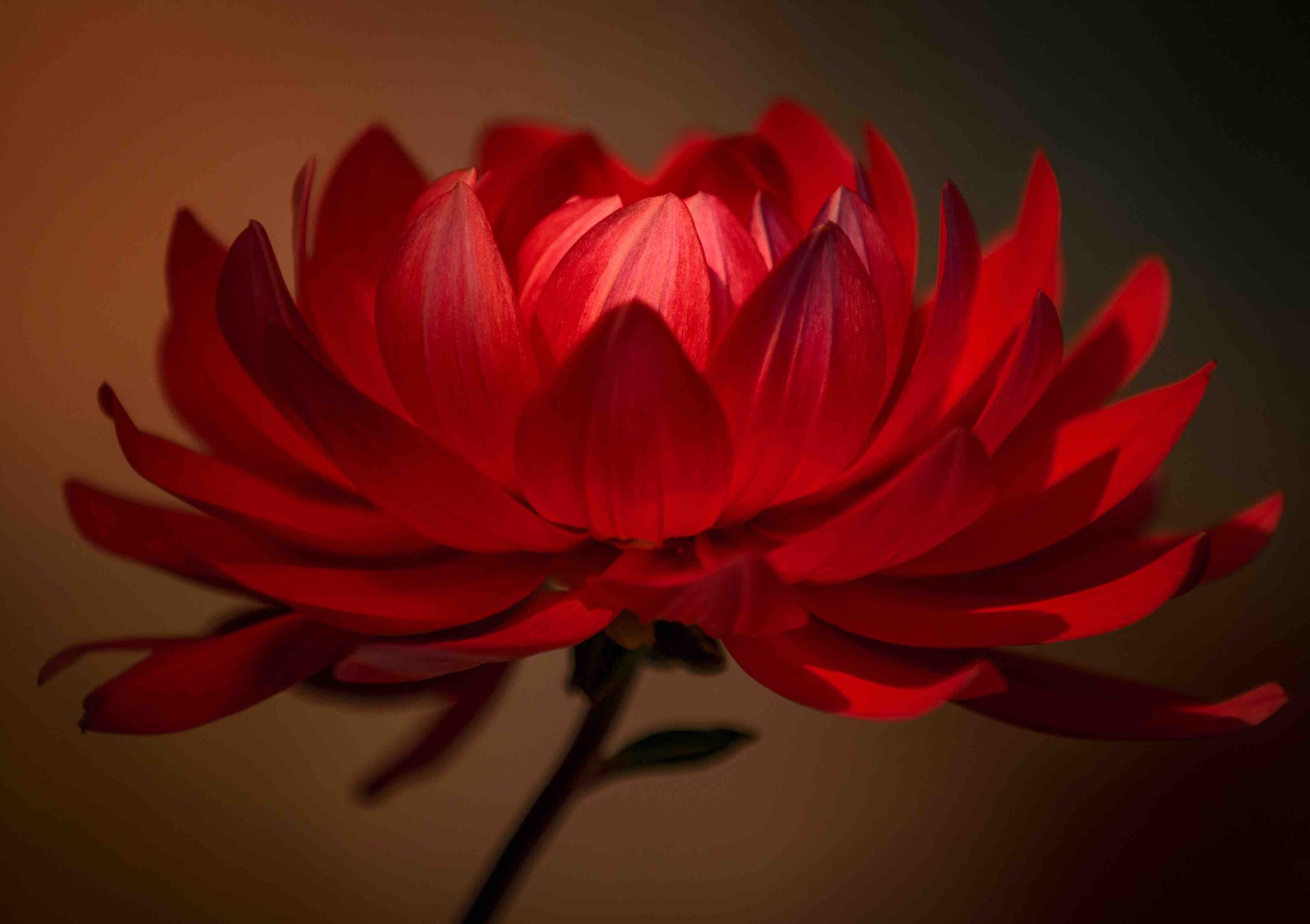 Photography of a red dahlia