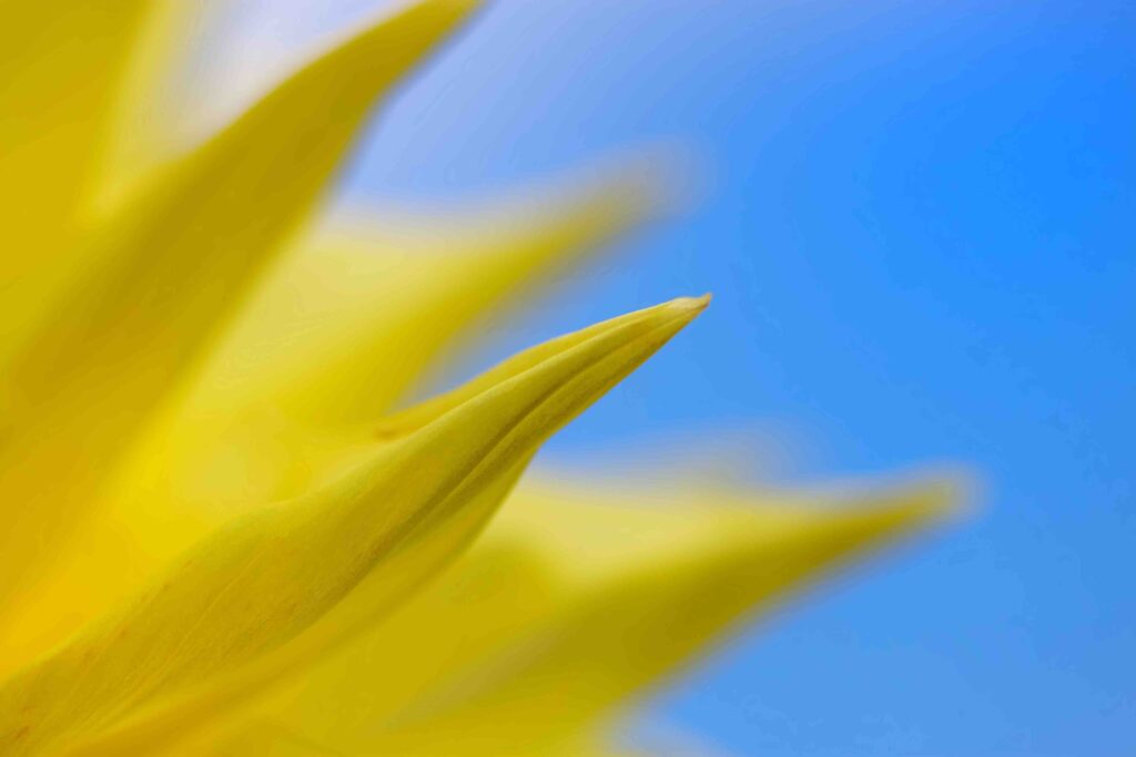 Macro photograph of a yellow dahlia