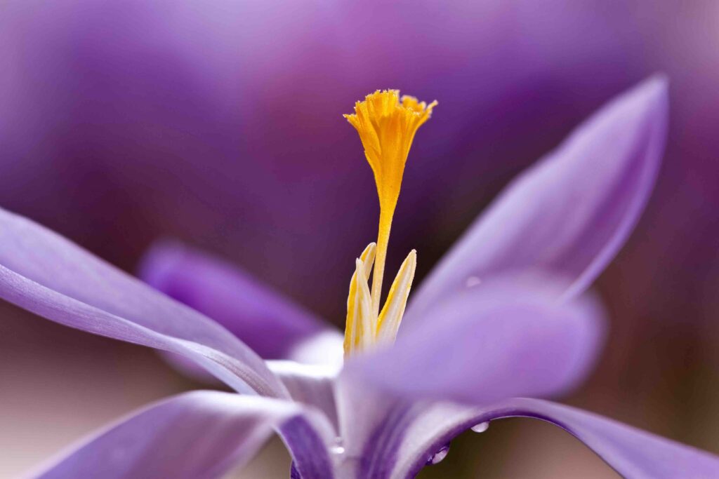 macro image up periscope Crocus Flower