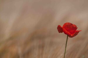 Image of a single red poppy 
