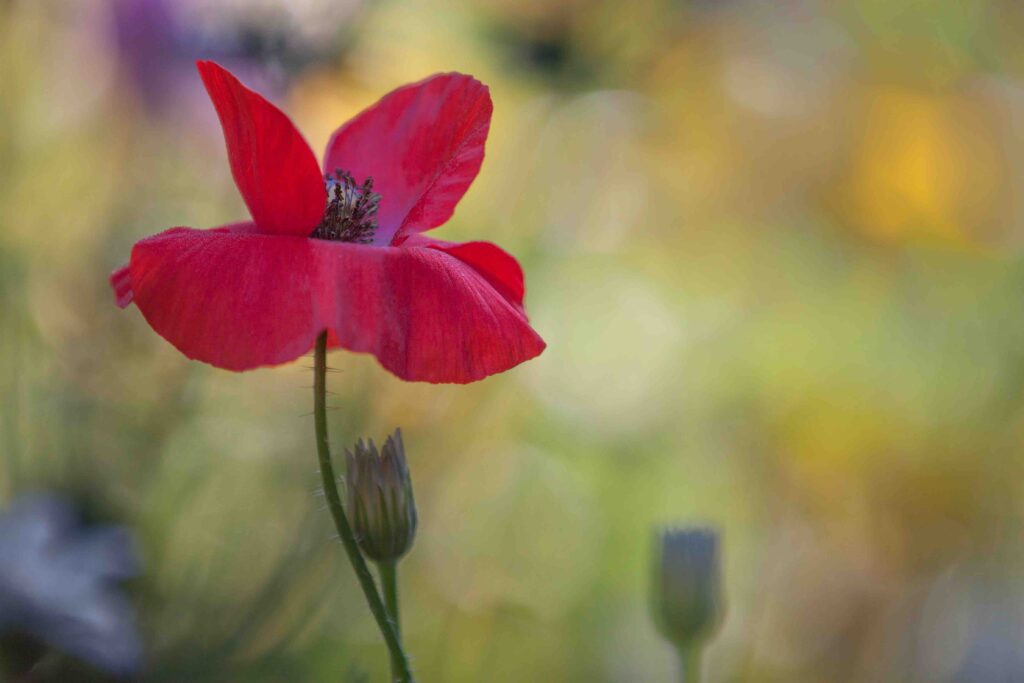 Image of a single red poppy