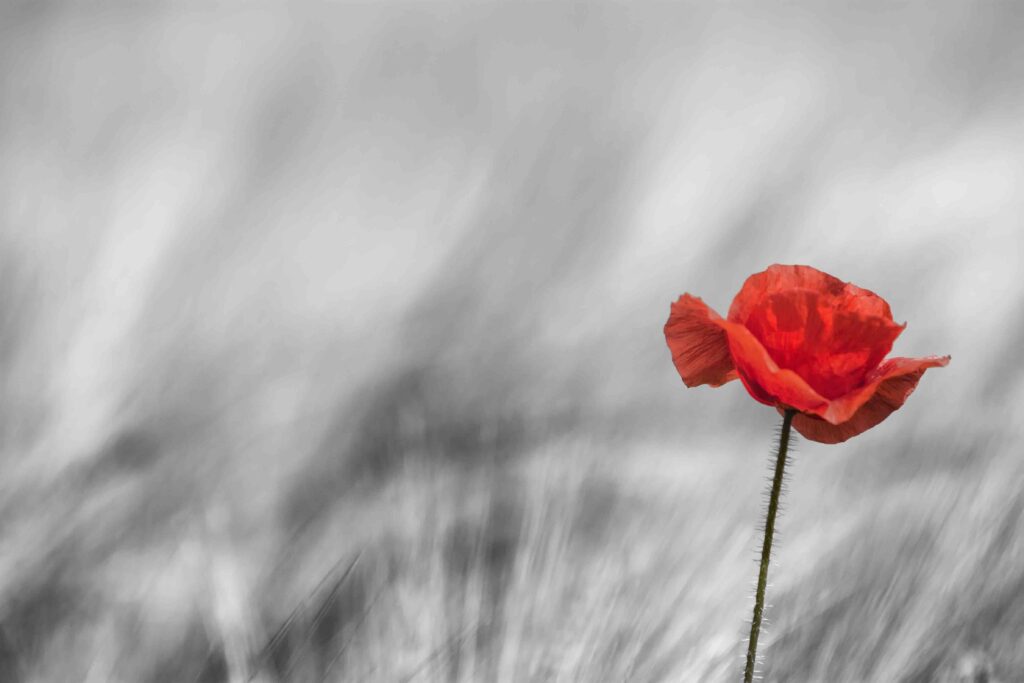 Image of a single red poppy on black and white background
