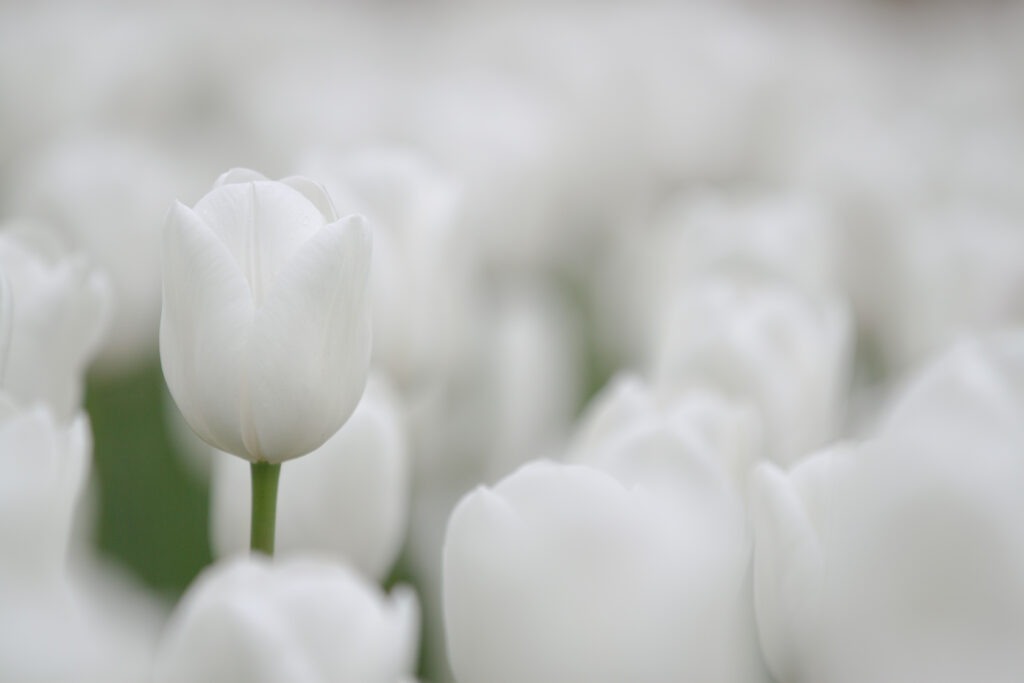 feild of white tulips copy
