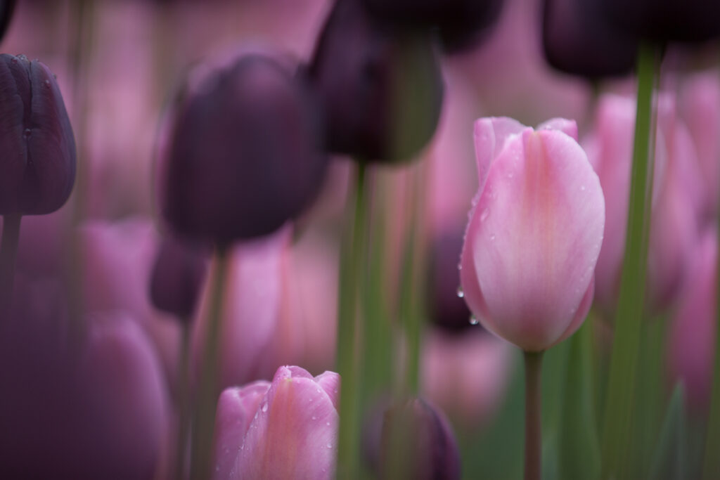 pink tulips shooting through
