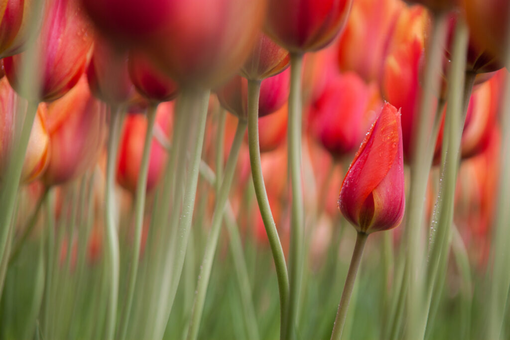 red tulips copy