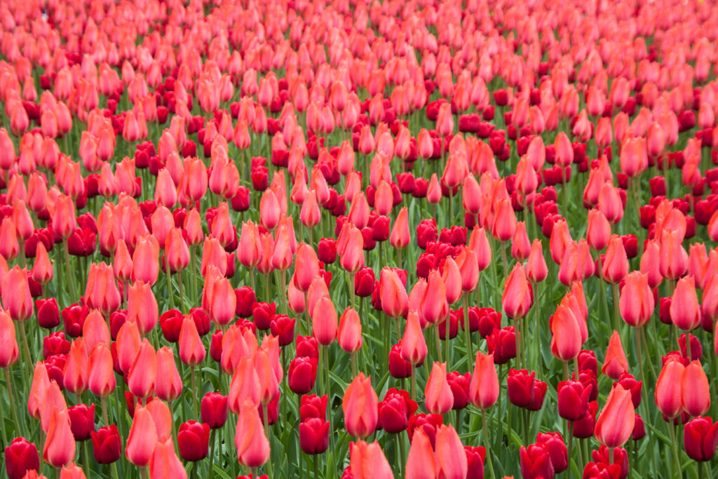 tulips redfield copy