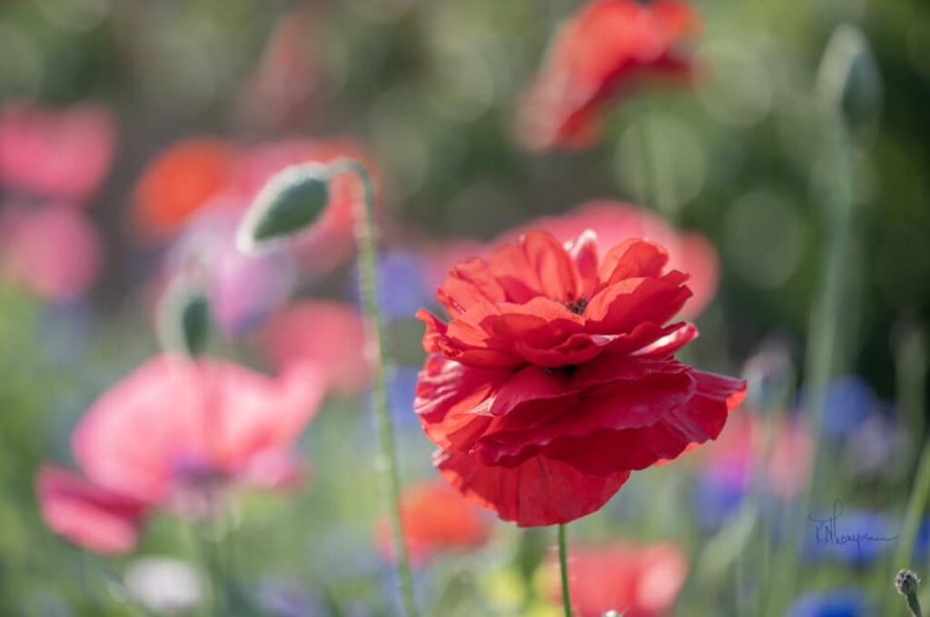 Flower Photography Karen Thompson