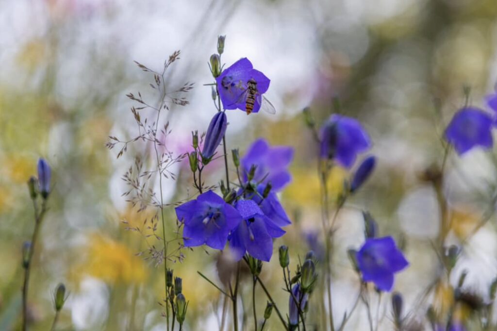 Flower Photography Paivi Erkko