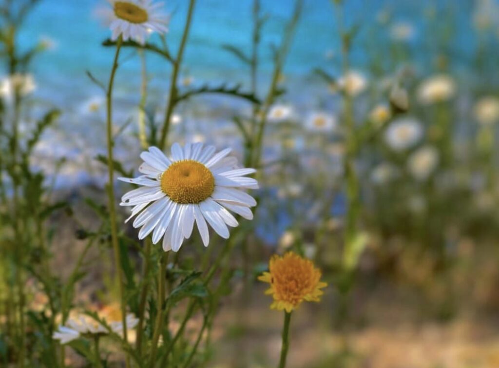 Flower Photography Cecille Solidum Leline