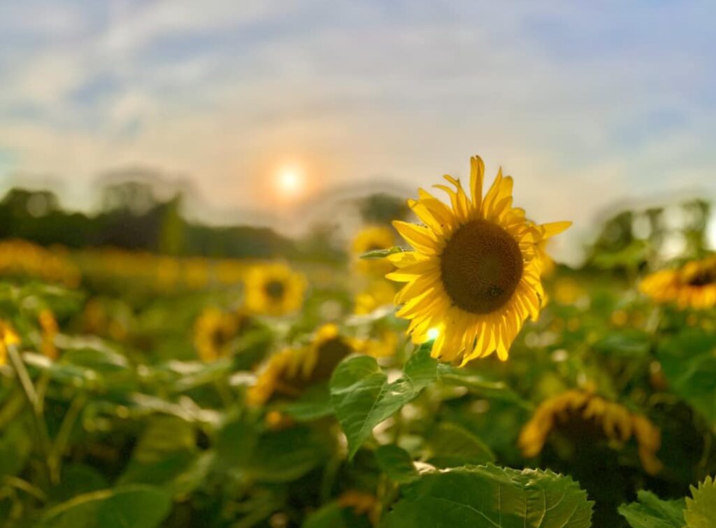 Flower Photography Mary Alice Fischer Swanson
