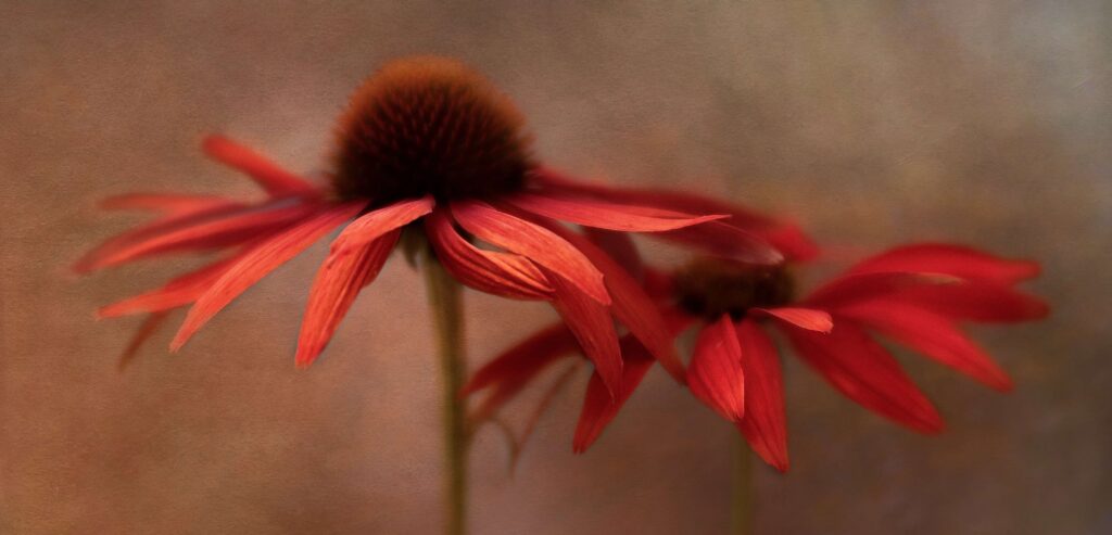 Flower Photography - Linda Horn