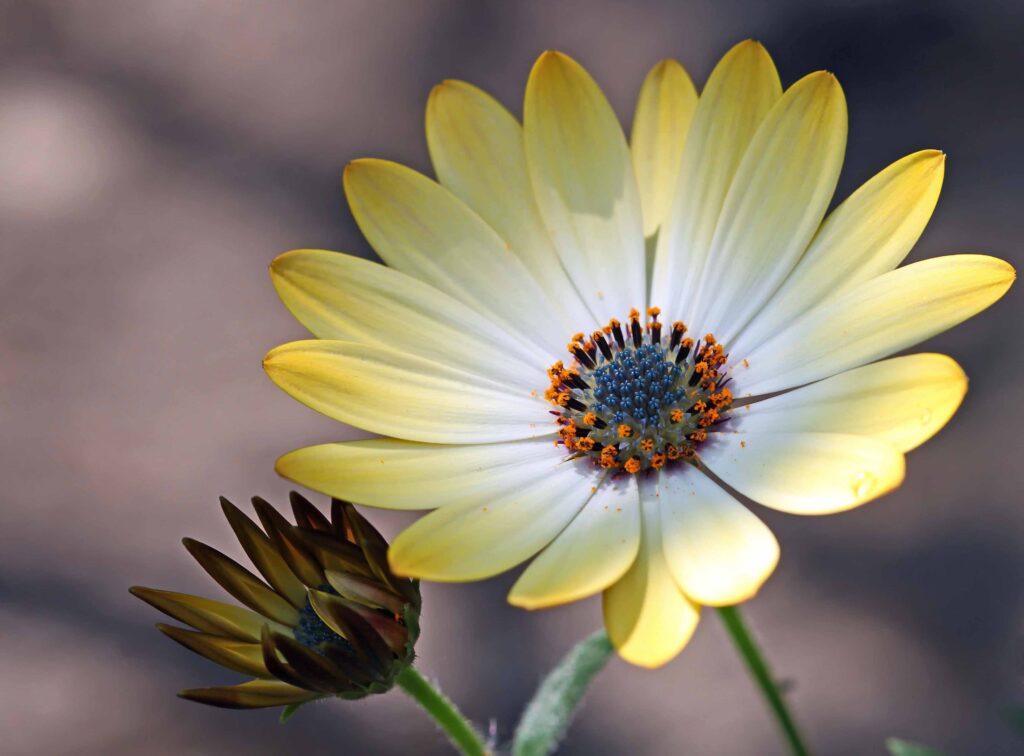 daisy & buddy flower photography