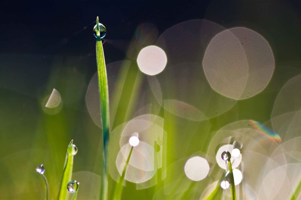  Grasses Drops flower photography